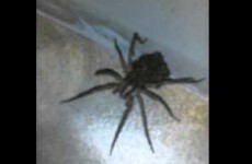 This wolf spider carrying haul of babies on its back is all of your worst nightmares combined