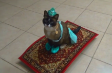 Absolutely genius Aladdin costume for a cat