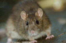 Rise in construction causing rats to come up from sewers and drains