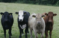 Irish cattle bound for Libya are being 'beaten, stabbed, dragged by the eye sockets'