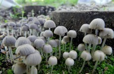 Could magic mushrooms be used to treat pneumonia patients?