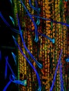 Through the microscope: Photo competition opens up a world we never see