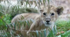 Baby boom at Dublin Zoo boosts record breaking visitor numbers