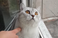 What horrors has this cat seen?