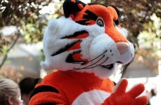 Man cleared of 'extreme porn' charge after 'tiger' revealed to be man in costume