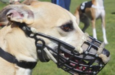 'Shocked and horrified': Bodies of 11 greyhounds found on Irish ferry