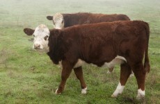 Farmers and processors agree to two weeks of talks to try to end the beef crisis
