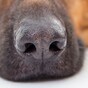 Spanish police dogs sniffed out cocaine hidden in bananas
