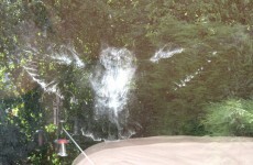Is it a bird? Owl leaves its mark on woman's window