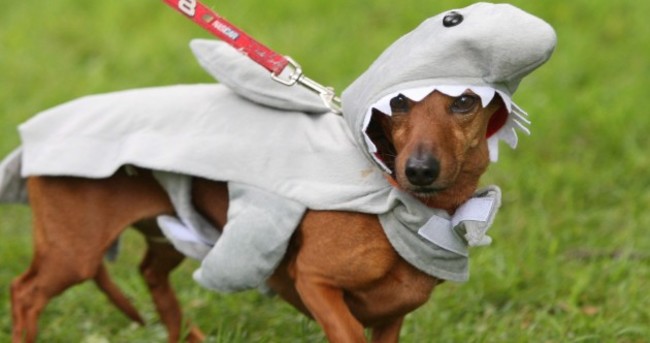 Your pets hate Halloween - here's how to make them feel better