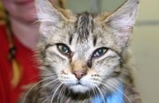 Two-day rescue: 150 sick cats were found in walls and rooms of a house in the US