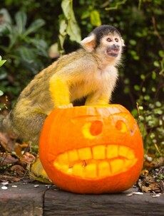 Slideshow: These zoo animals are mad about Halloween
