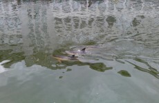 Cork dolphin dies in city centre river