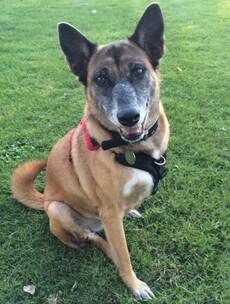 From the streets of Thailand to a living room in Ireland: One dog's story