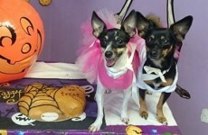 This Wicklow pet day care held an adorable Halloween party just for dogs