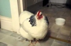 Ever wondered what a sneezing chicken sounds like? Wonder no more