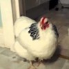 Ever wondered what a sneezing chicken sounds like? Wonder no more