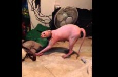 This Sphynx cat getting a Halloween scare is the oddest thing you'll see today