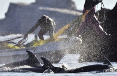 Japan intends to continue Antarctic whaling