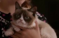 Yes, the Grumpy Cat movie is actually happening and here's the bizarre trailer