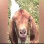 Goat says 'wot wot'