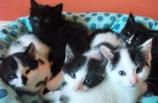 A UK animal shelter is looking for 'kitten cuddlers' to hug its cats