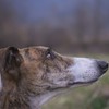 UCD ends practice of buying greyhounds for medical experiments