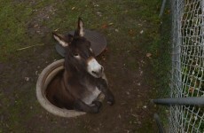 This donkey got stuck in a manhole and it is super unimpressed