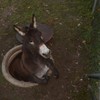 This donkey got stuck in a manhole and it is super unimpressed