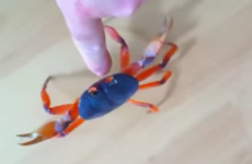 This man found a crab in his house. What could possibly go wrong?