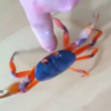This man found a crab in his house. What could possibly go wrong?