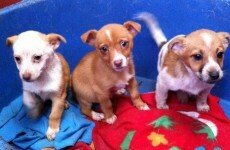 'The worst we've ever seen': Dog rescue closes because it has too many unwanted animals