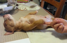 This firmly asleep pitbull puppy is you every weekday morning
