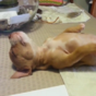 This firmly asleep pitbull puppy is you every weekday morning