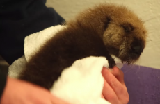 Watch this adorable orphaned baby sea otter learn how to swim