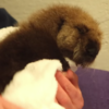 Watch this adorable orphaned baby sea otter learn how to swim