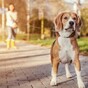 People in Iran could face up to 74 lashes ... for walking a dog