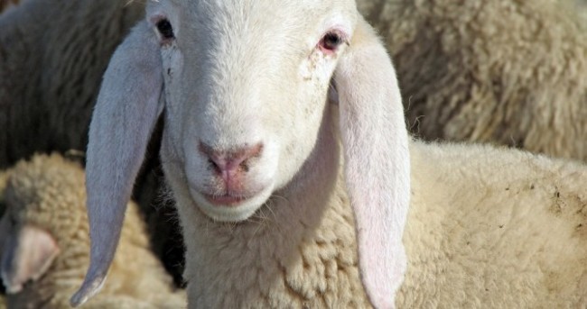 Sheep farmer wins appeal against State over foot and mouth compensation