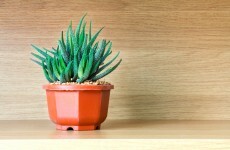 Do plants have any good ideas that we can steal?