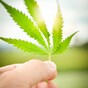 Opinion: Marijuana is legal in nearly half of US States – Ireland should follow suit