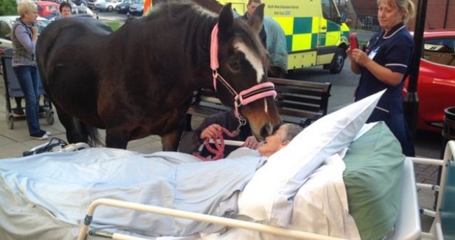 Hospital grants dying woman's final wish to say goodbye to beloved horse