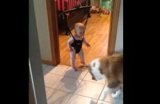 Adorable bouncing baby laughs as dog tries to catch her shadow