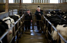 We've sent Romania a load of pregnant cows raised by prisoners