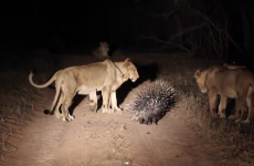 Tiny porcupine successfully fights off 17 curious lions