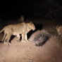 Tiny porcupine successfully fights off 17 curious lions