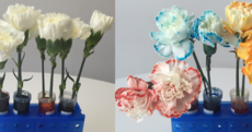 This is a really lovely science experiment you can do with your kids