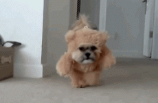 Shih Tzu dressed as a Teddy Bear is officially the cutest thing ever