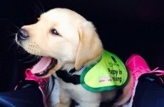 'You know eventually they'll be leaving you' - what it's like to train an Irish guide dog puppy