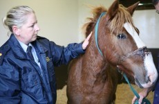 Pony rescued after being found in 'excruciating pain' with head collar embedded in his face