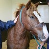 Pony rescued after being found in 'excruciating pain' with head collar embedded in his face